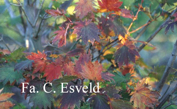 Acer japonicum 'Ō-isami'