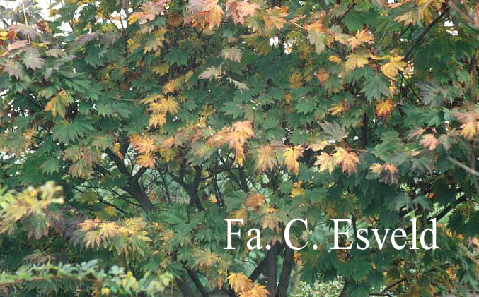 Acer japonicum 'Ōtaki'