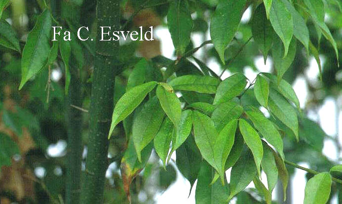 Acer laevigatum