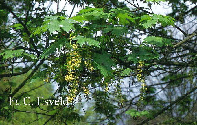 Acer macrophyllum