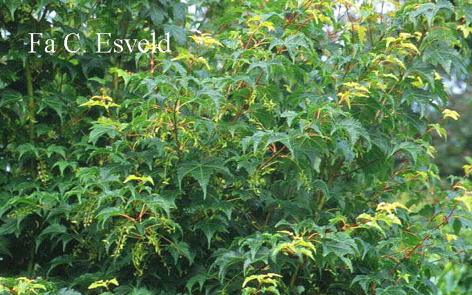Acer micranthum 'Candelabrum'