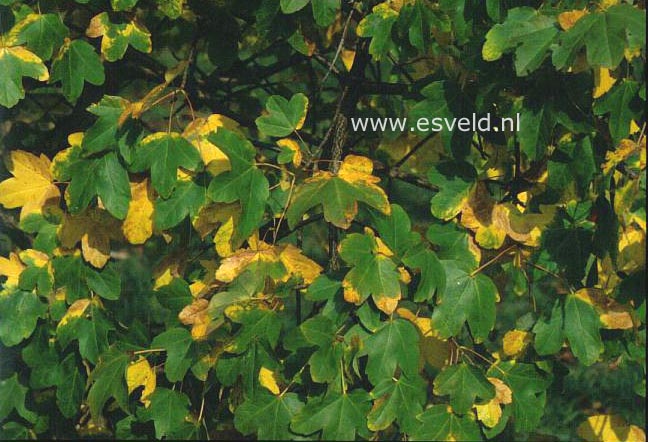 Acer monspessulanum ibericum