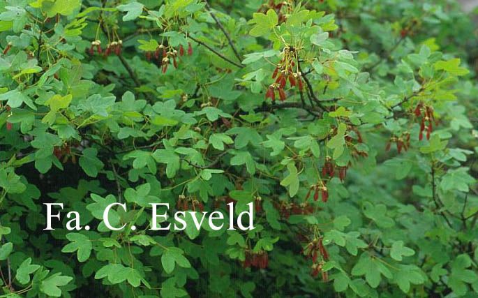 Acer monspessulanum ssp. turcomanicum