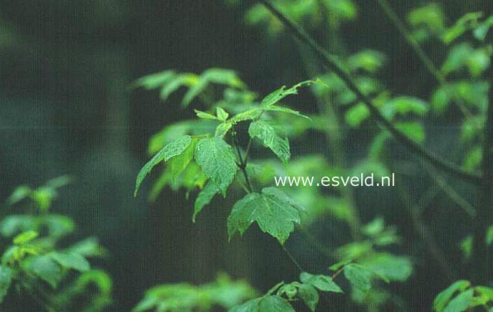 Acer negundo 'Dr. Herskalt'