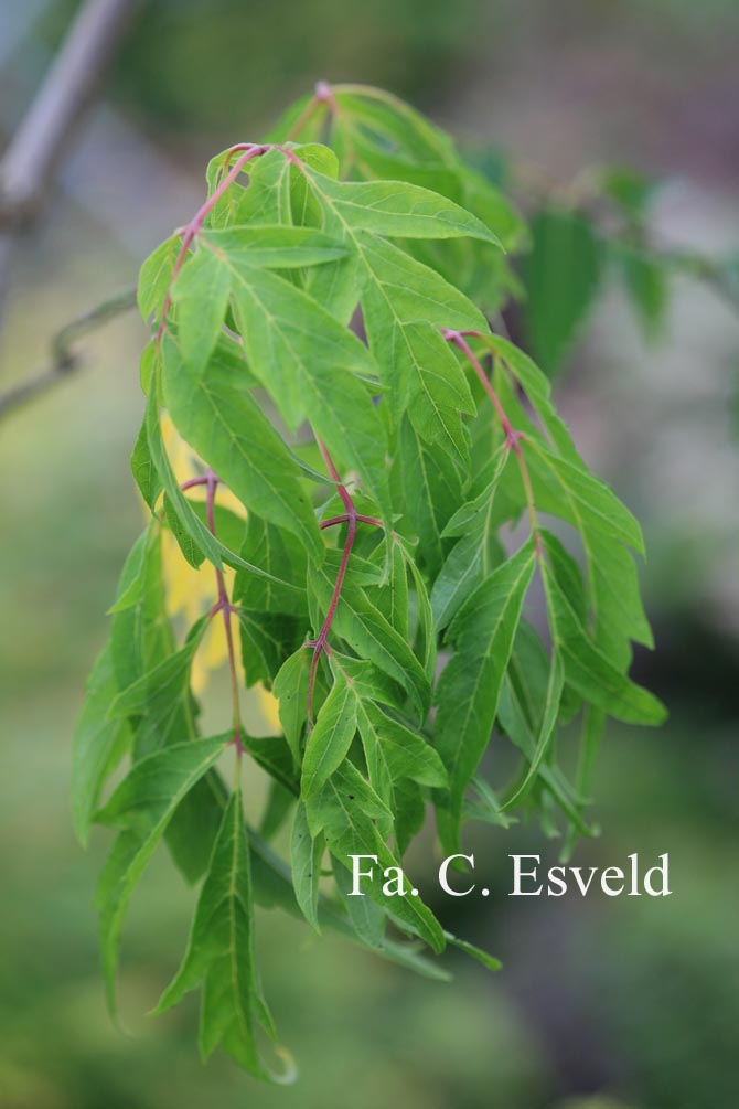 Acer negundo 'Tadeusz Szymanowski'