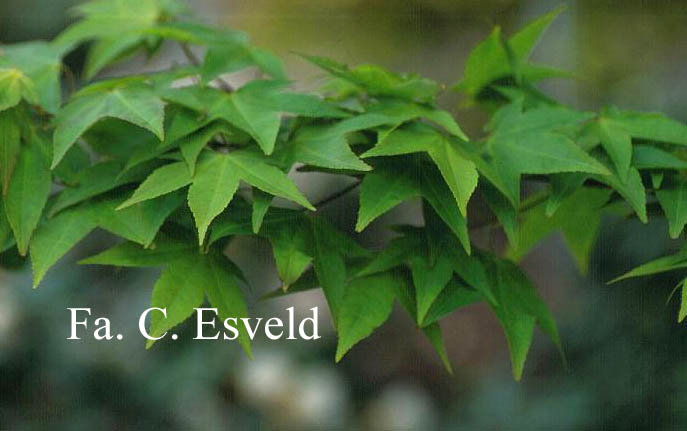 Acer oliverianum