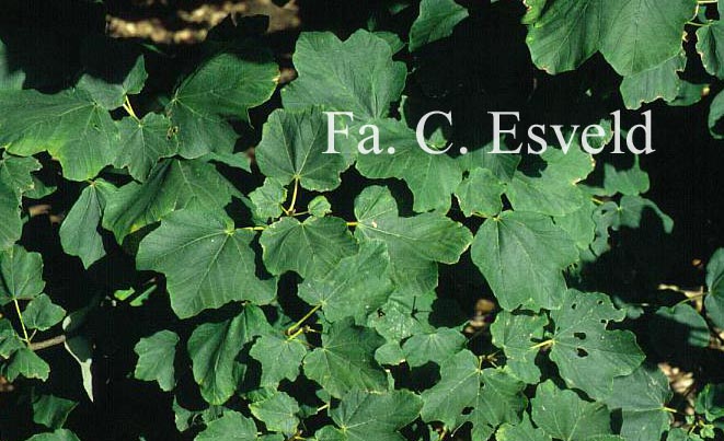 Acer opalus ssp. obtusatum