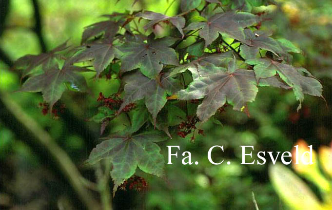 Acer palmatum 'Akegarasu'
