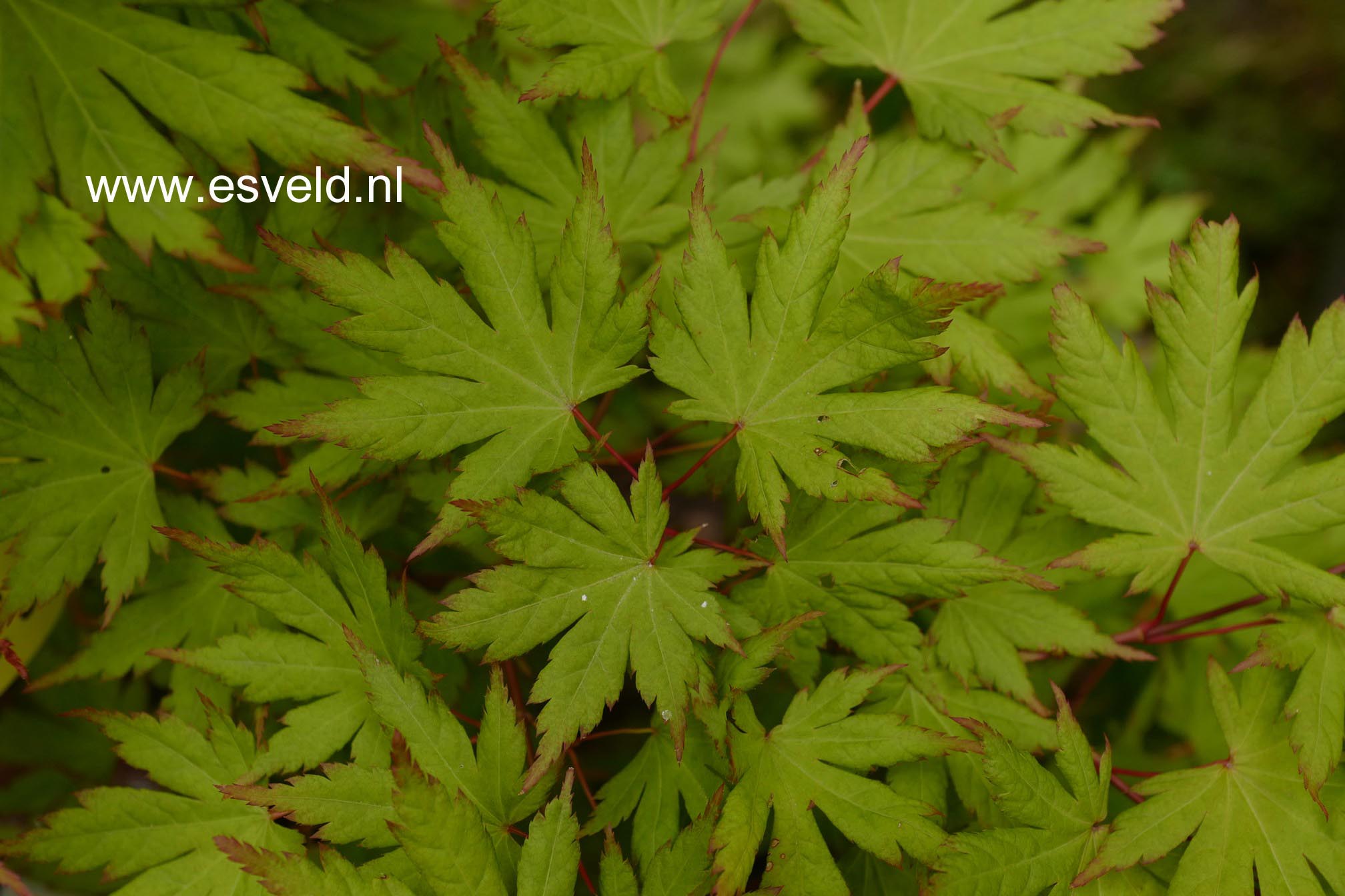Acer palmatum 'Annick'