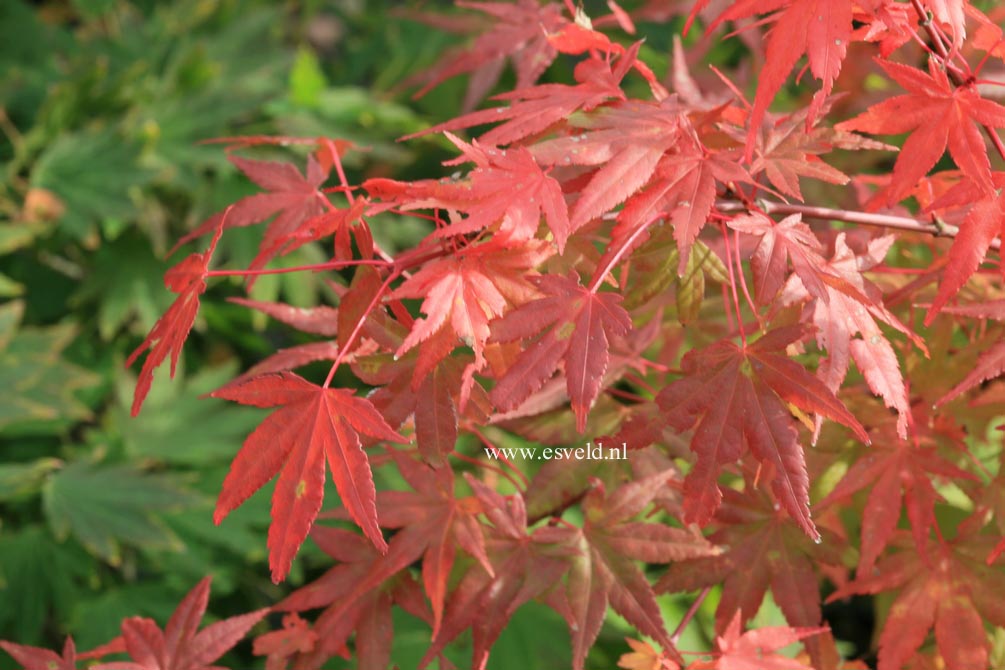 Acer palmatum 'Ao-ba-nishiki'