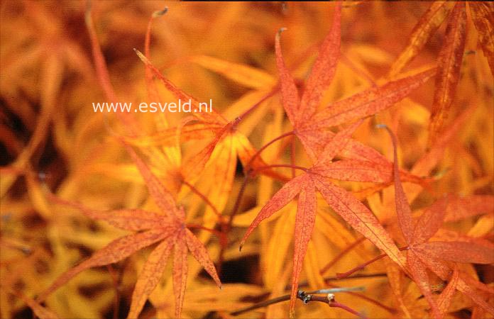 Acer palmatum 'Ao-shichigosan'