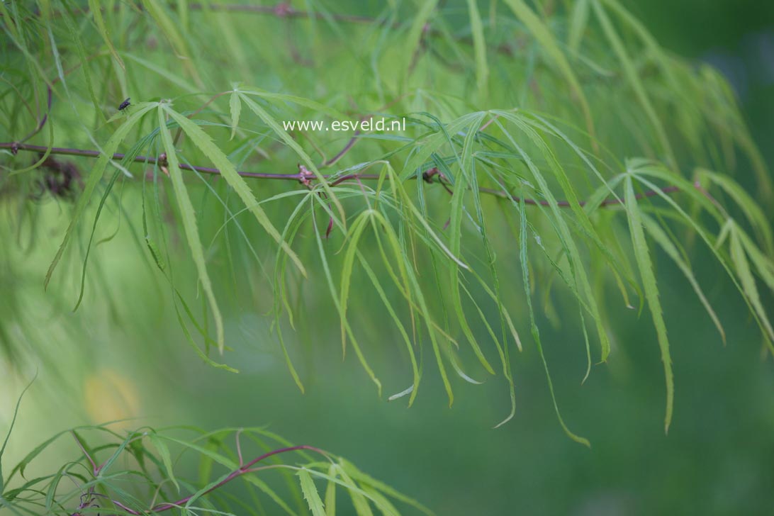 Acer palmatum 'Ao-shime'