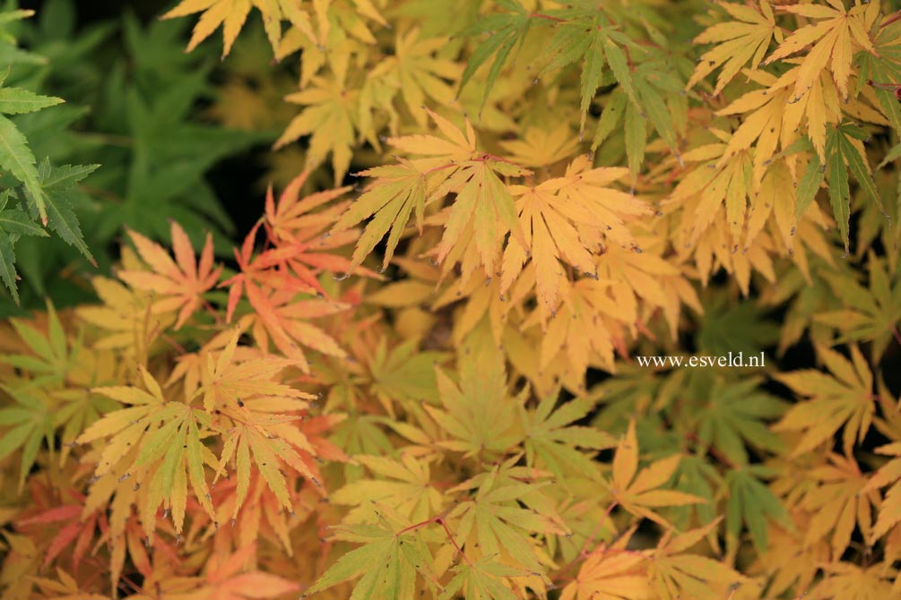 Acer palmatum 'Arakawa-ukon'