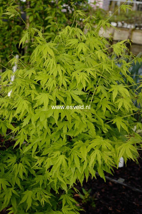 Acer palmatum 'Arano'
