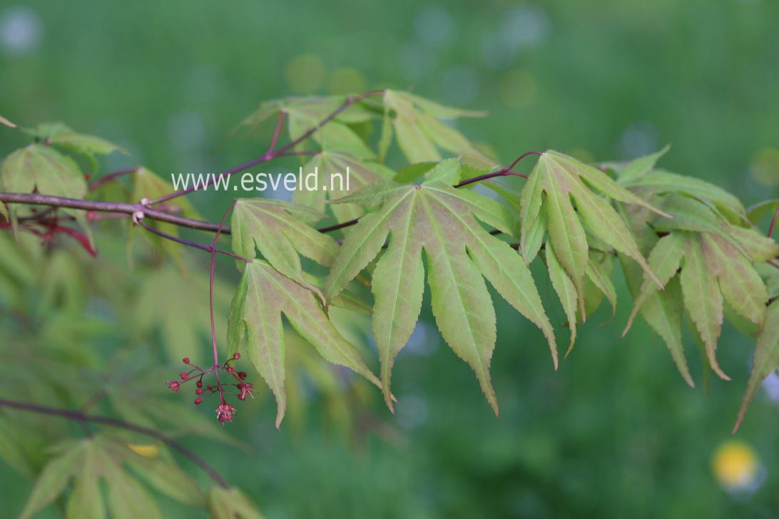 Acer palmatum 'Atsugama'