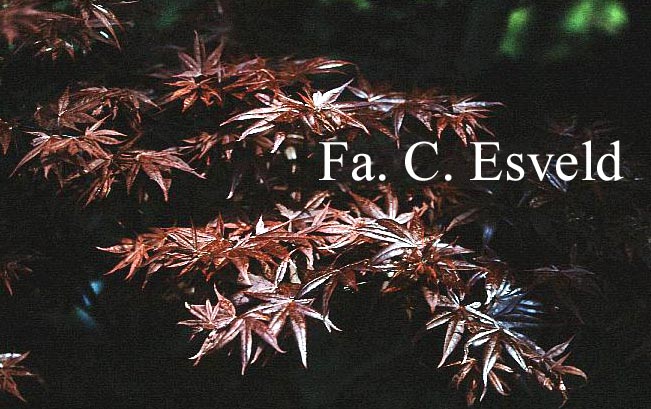Acer palmatum 'Attraction'