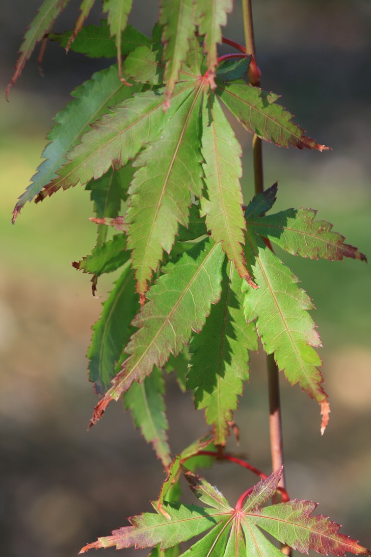 Acer palmatum 'Autumn Showers'