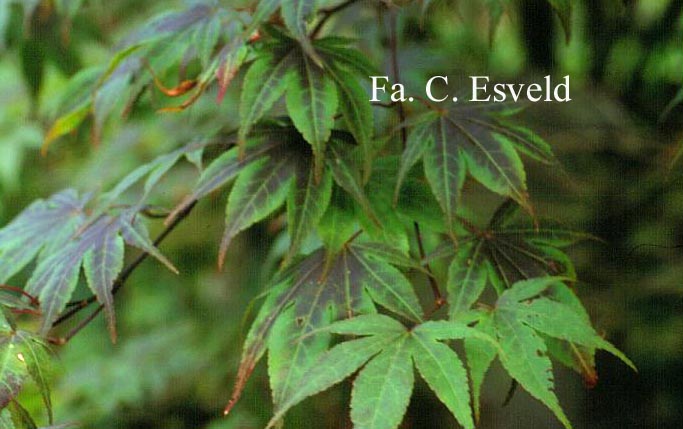 Acer palmatum 'Azuma-murasaki'