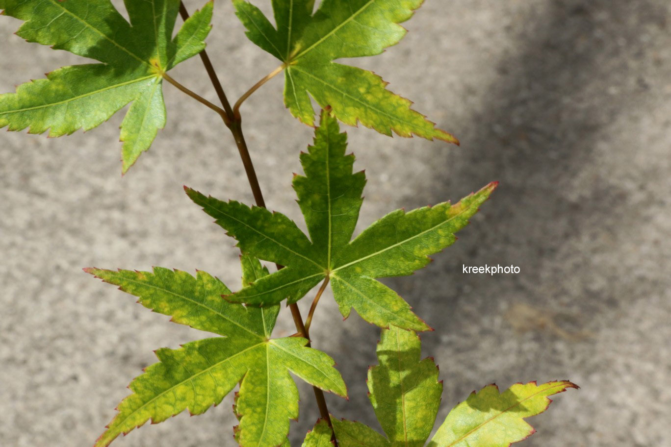 Acer palmatum 'Baton Rouge'
