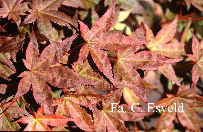 Acer palmatum 'Beni K. Sport'
