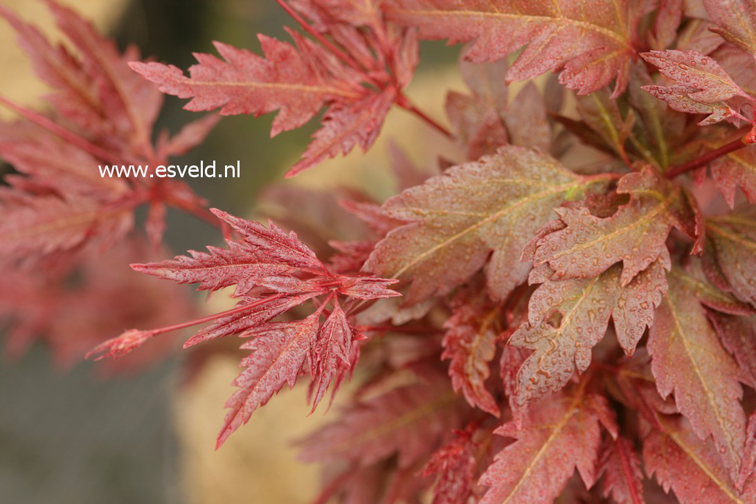 Acer palmatum 'Beni-hagaromo'