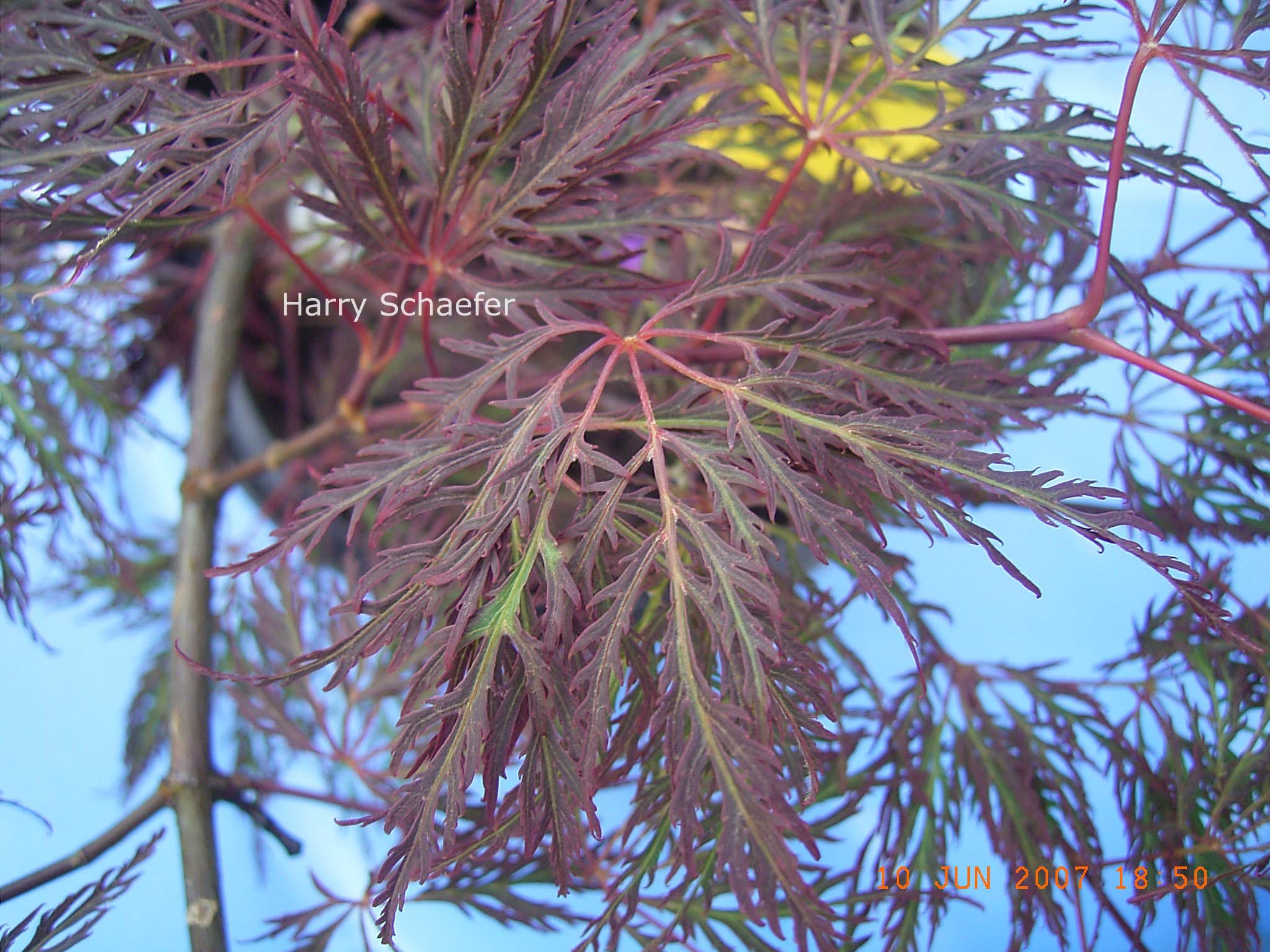 Acer palmatum 'Beni-kumo-no-su'
