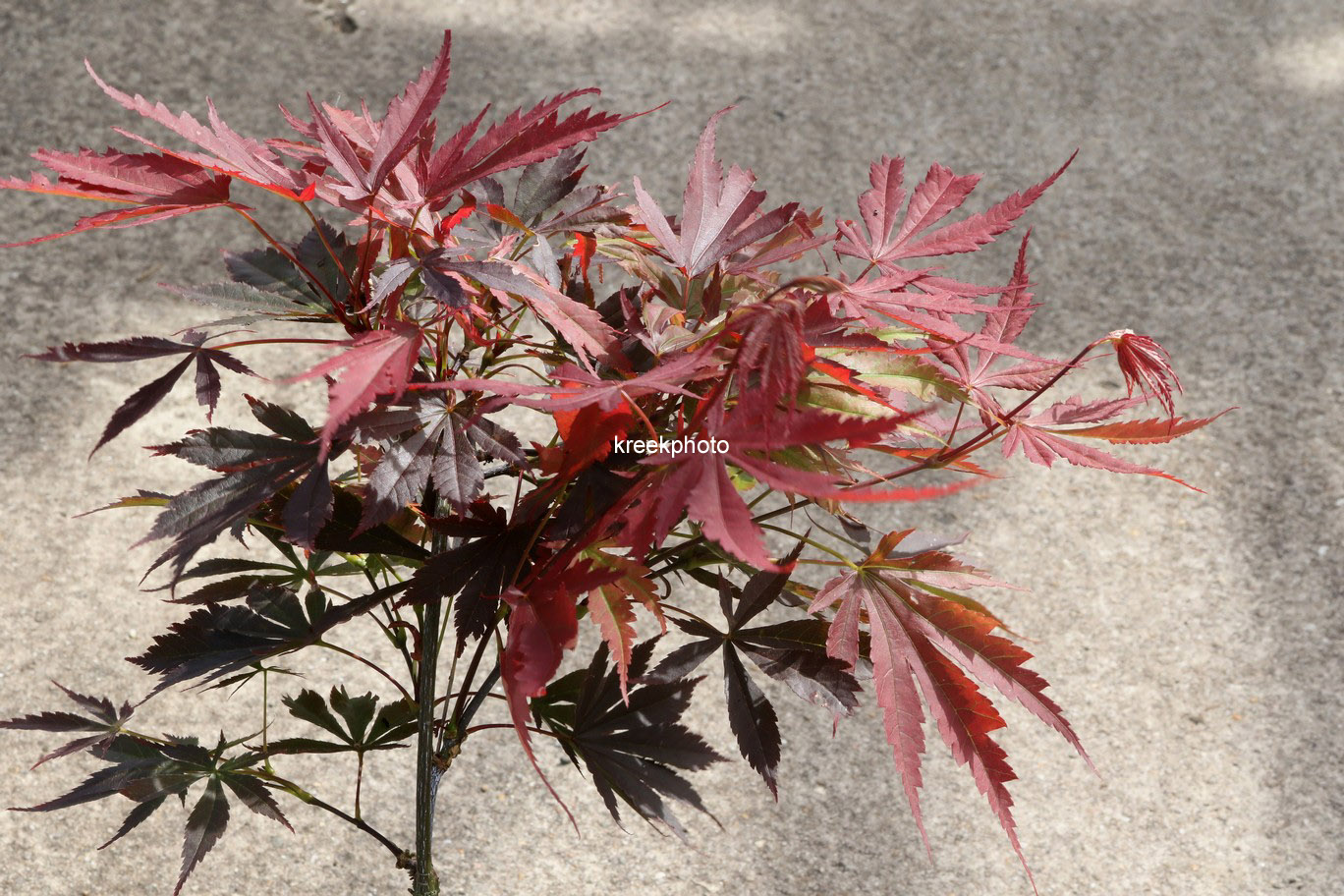 Acer palmatum 'Bujo-ji'