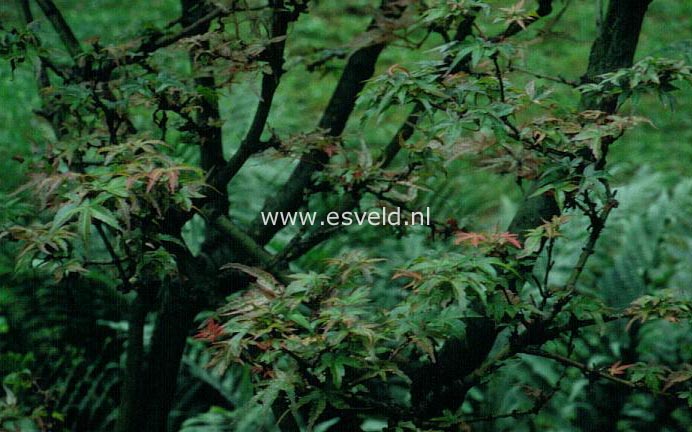 Acer palmatum 'Captain McEacharn'