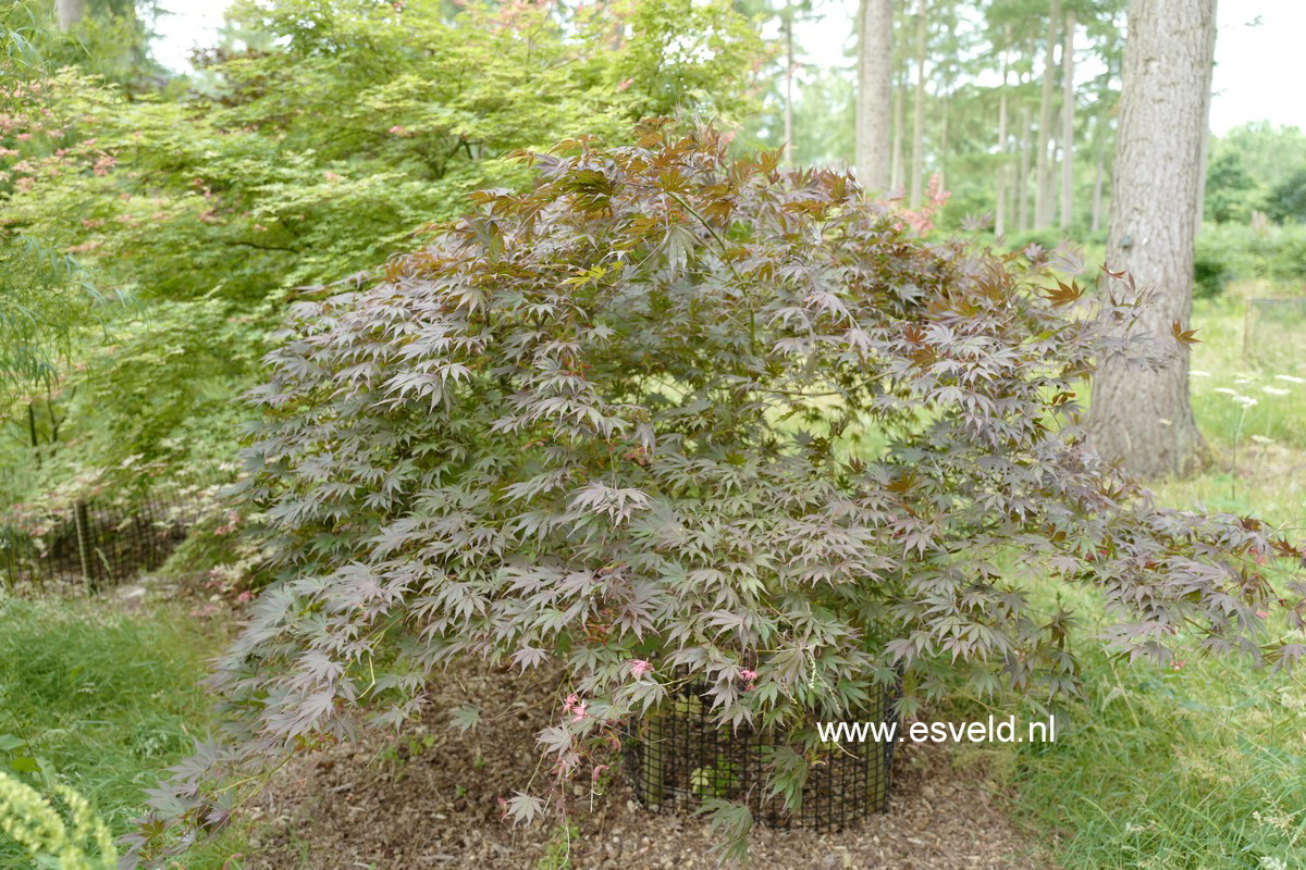 Acer palmatum 'Chirimen-nishiki'