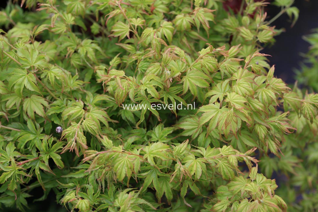 Acer palmatum 'Chiyo-hime'