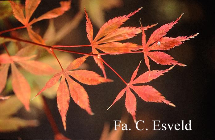 Acer palmatum 'Chokei-ji'