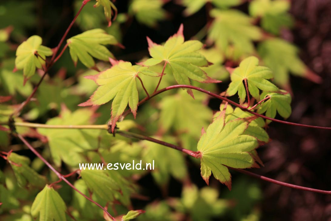 Acer palmatum 'Chūgū-ji'