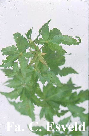 Acer palmatum 'Crumple Leaf'