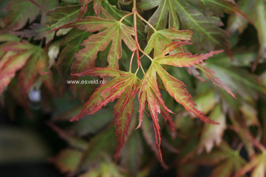 Acer palmatum 'Cynthia's Crown Jewel'