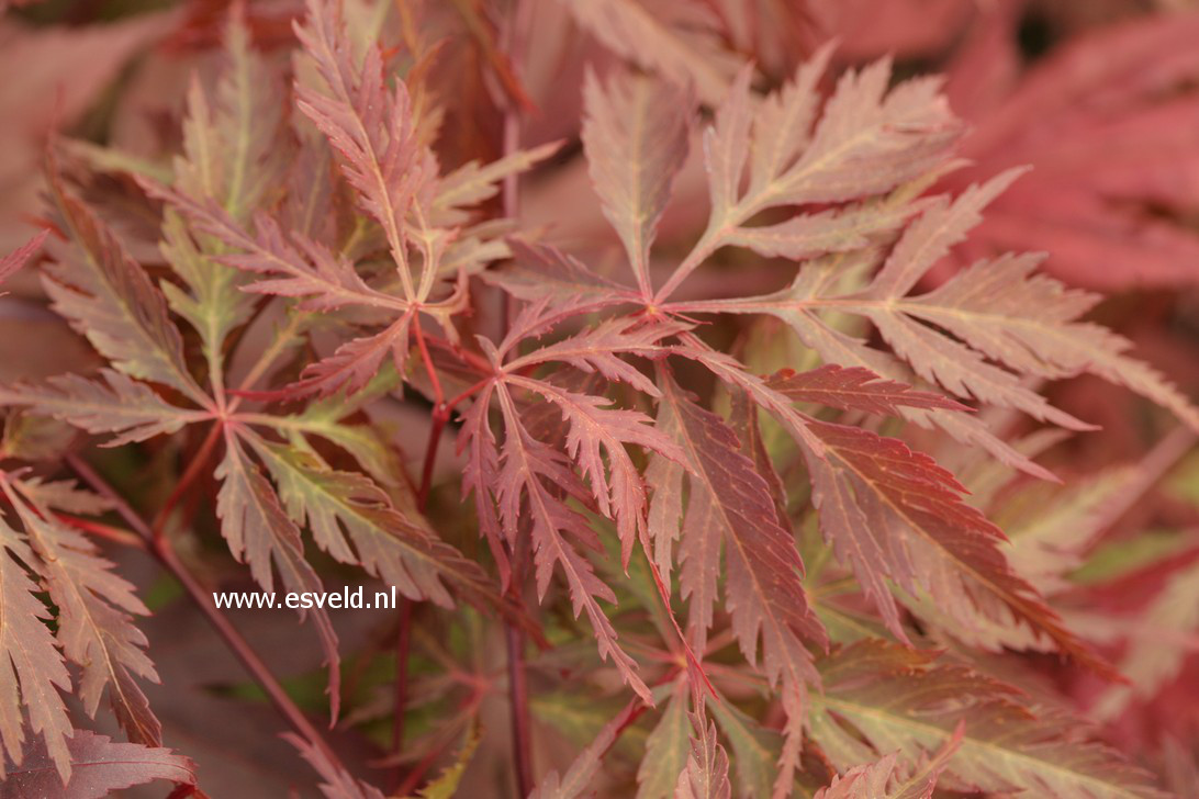 Acer palmatum 'Dai'