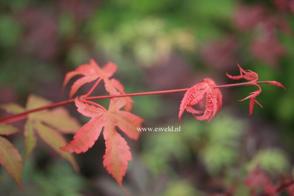 Acer palmatum 'Daiji-sen'