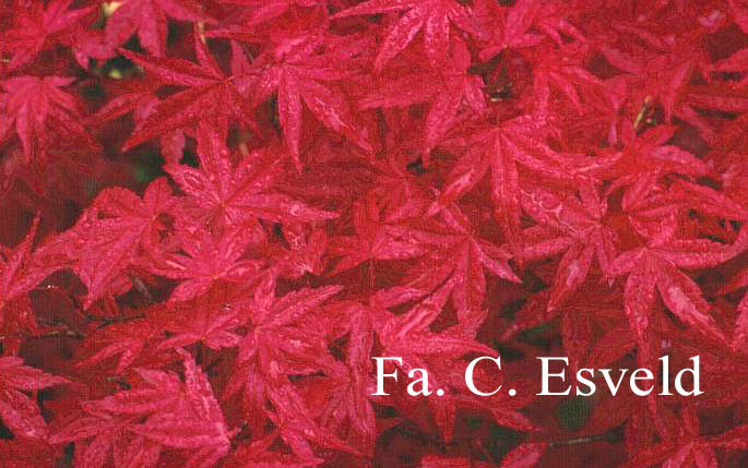 Acer palmatum 'De-shohjoh'