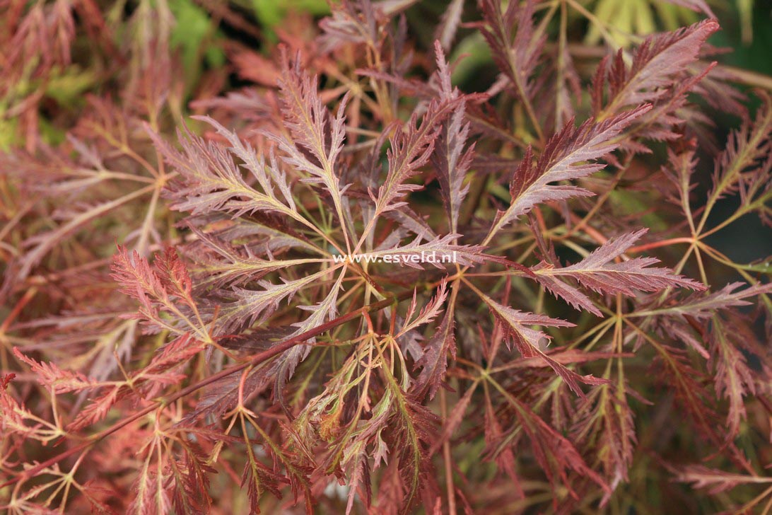 Acer palmatum 'Dr. Brown'