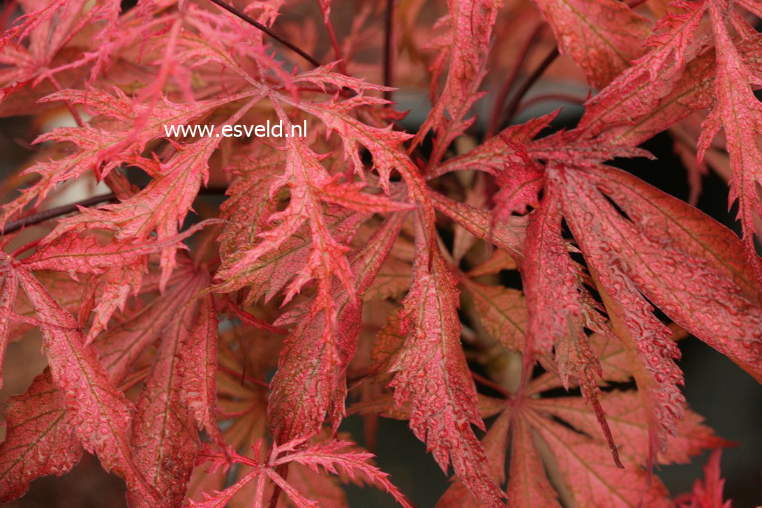 Acer palmatum 'Earthfire'