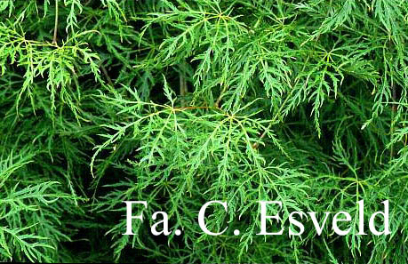 Acer palmatum 'Ellen'