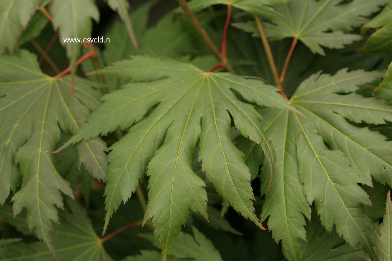 Acer palmatum 'Ever Autumn'