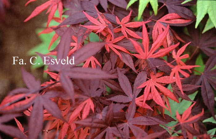 Acer palmatum 'Fujinami-nishiki'