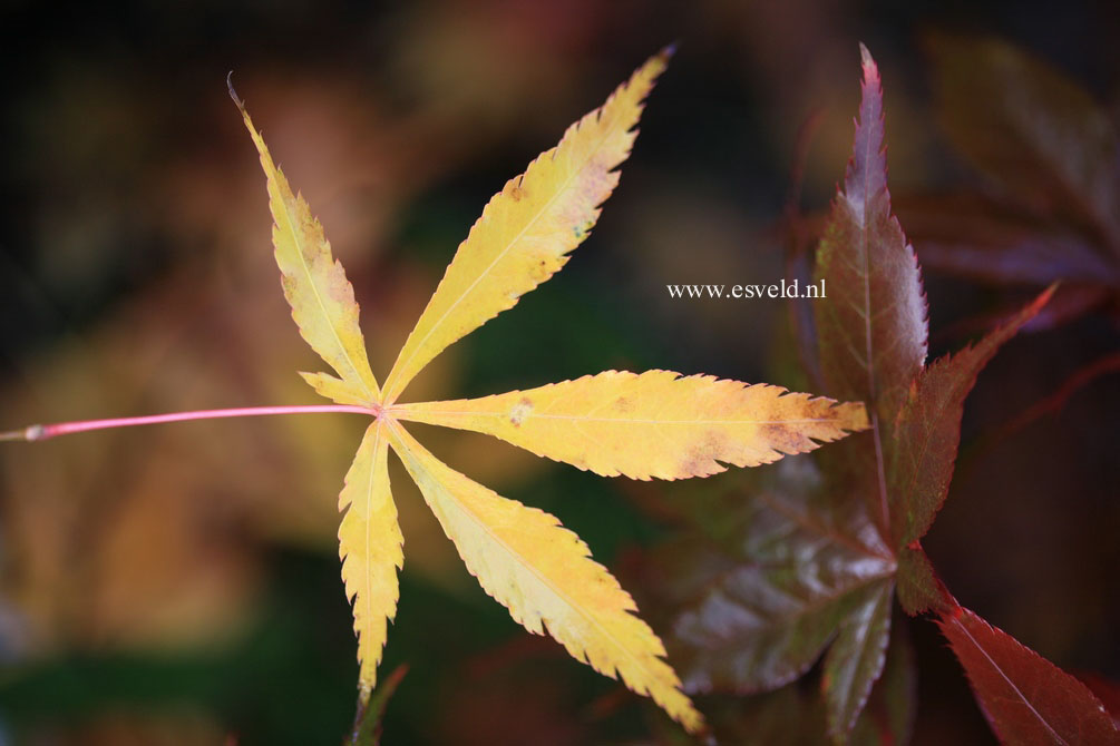 Acer palmatum 'Fukui'