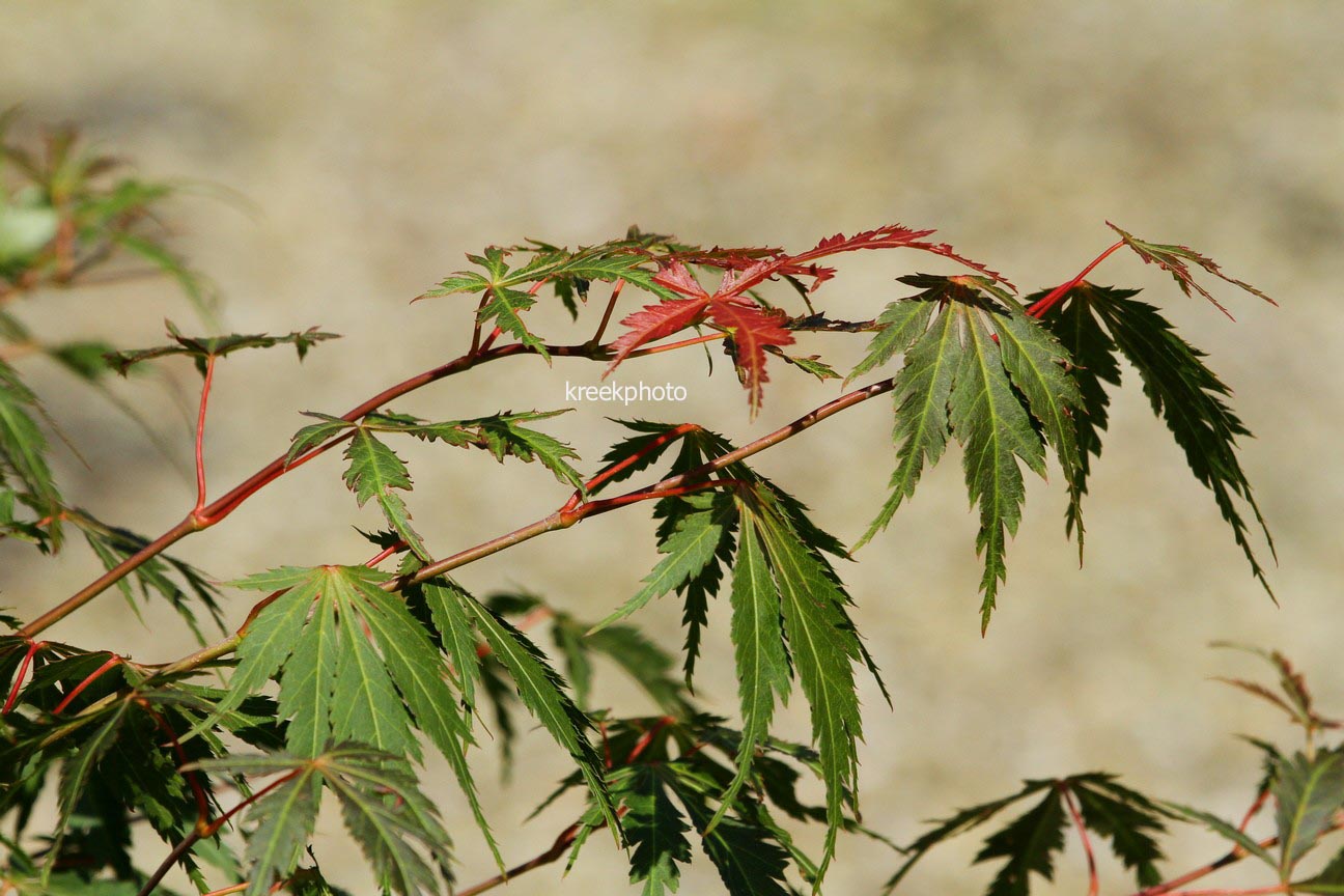 Acer palmatum 'Gene's Dissectum'