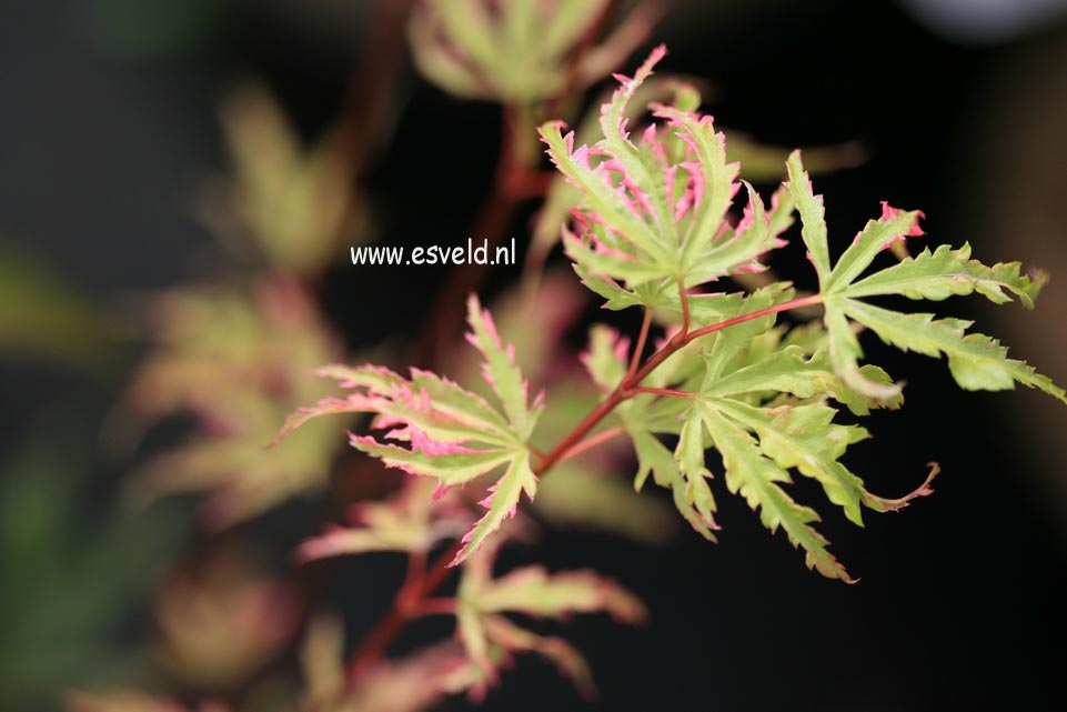 Acer palmatum 'Ginga'