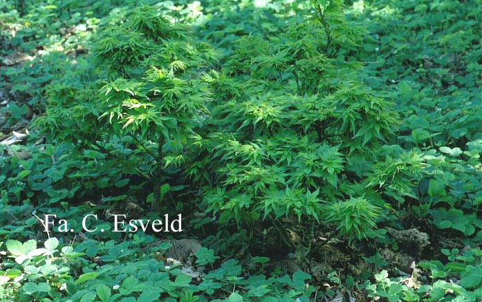 Acer palmatum 'Globosum'