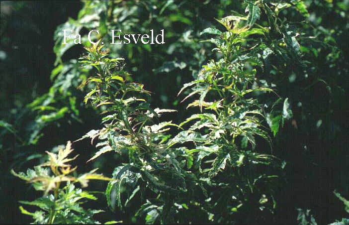 Acer palmatum 'Goshiki-kotohime'