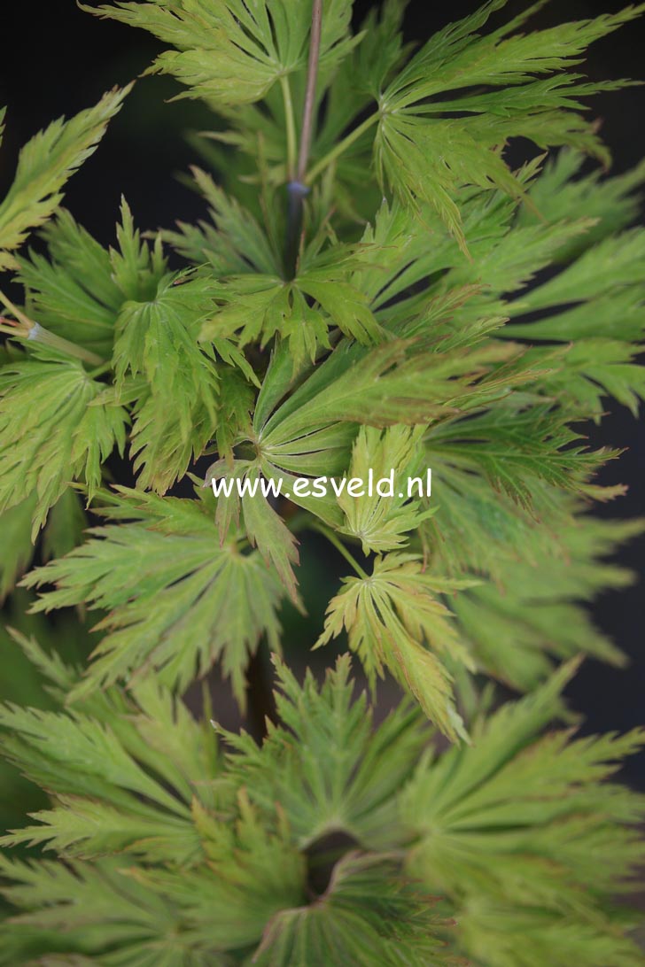 Acer palmatum 'Green Snowflake'