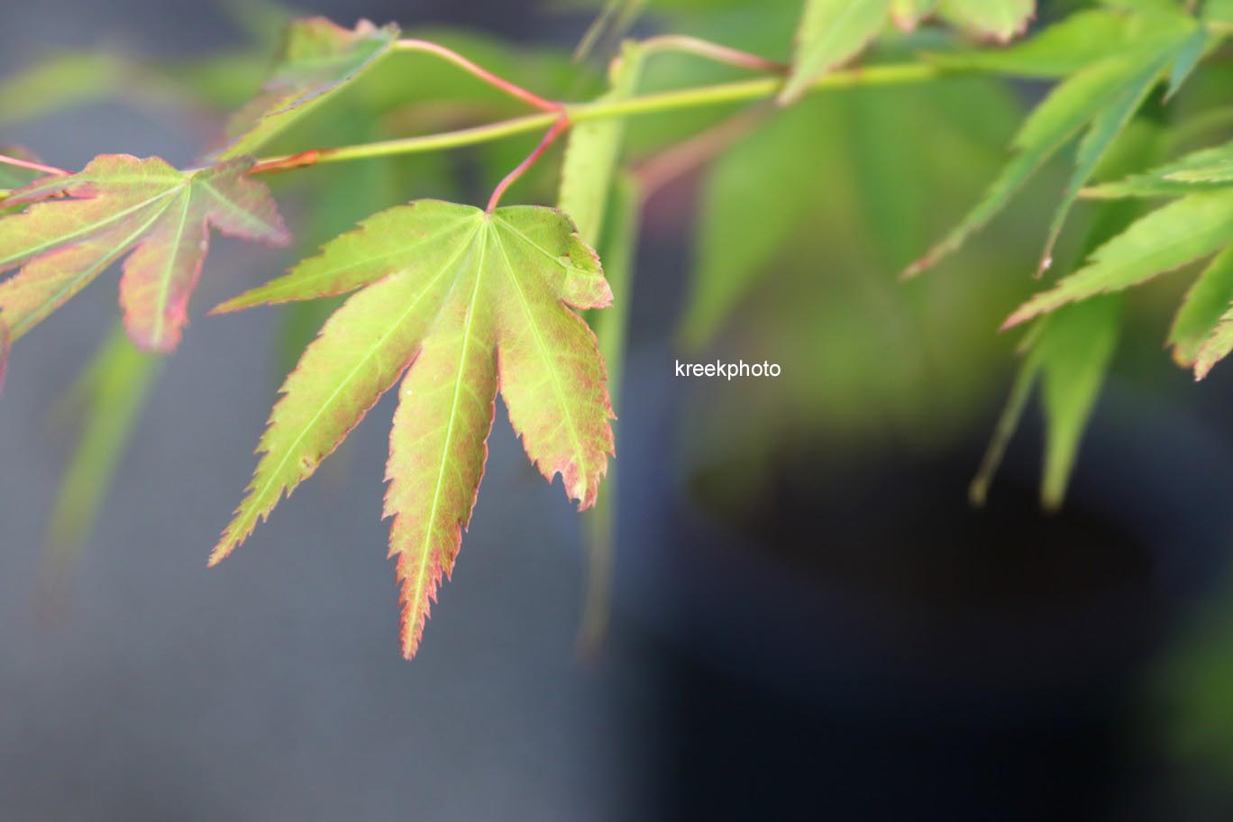 Acer palmatum 'Haibara'
