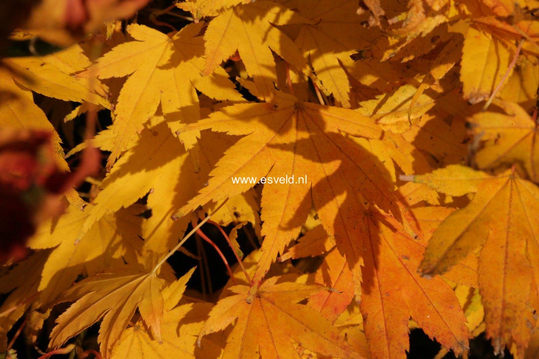 Acer palmatum 'Hakodate-yama'